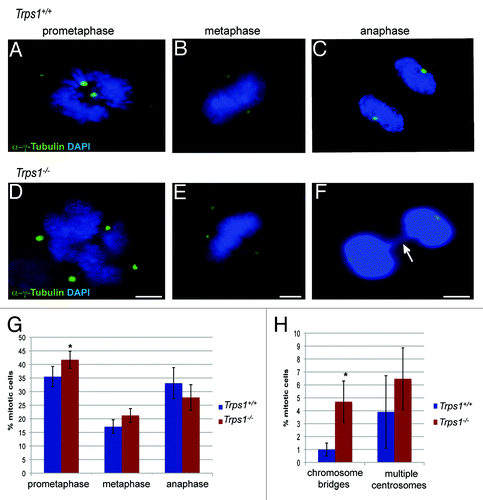 Figure 3. Loss of Trps1 arrests primary chondrocytes in prometaphase. (A–F) Immunofluorescent staining of primary chondrocytes from wild-type (A–C) and Trps1-/- (D–F) mice with an α-γ-tubulin antibody(green) counterstained with DAPI (blue). Statistic quantification reveals an enrichment of cells in prometaphase (n =4; p* = 0.036) (G) and increased numbers of cells with chromosome bridges or multiple centrosomes (H), arrow in (F) indicating chromosome segregation defects in Trps1-/- mutants (n =4; p* = 0.029). Scale bar: 10 µm.