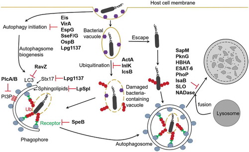 Figure 2. Manipulation of autophagy pathways by bacterial factors. Intracellular bacteria have evolved mechanisms to escape host autophagy in order to survive and replicate in host cells. Eis (Mtb), VirA and OspB (Shigella), EspG (EPEC), SseF/G (Salmonella), and Lpg1137 (Legionella) inhibit autophagy induction. RavZ, Lpg1137, and LpSpl (Legionella), and PlcA/B (Listeria) inhibit autophagosomes formation, SpeB (GAS), ActA and InlK (Listeria), and IcsB (Shigella) prevent recognition by host autophagy. SapM, PknG and HBHA (Mtb), ESAT-6 and PhoP (Mtb H37Rv), IsaB (S. aureus), SLO and NADase (GAS) inhibit autophagosome-lysosome fusion.
