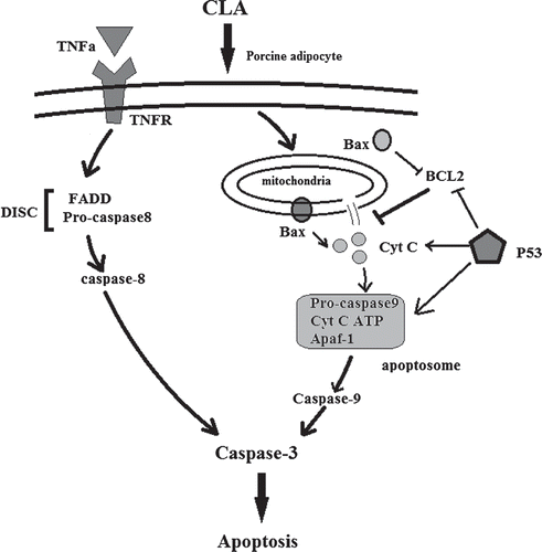 Figure 4. Regulating CLA-induced adipocyte apoptosis via intrinsic and extrinsic pathway. Adapted from Qi et al.[Citation115]