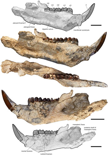 Figure 5. Mukupirna fortidentata, sp. nov., left dentary (paratype, NTM P12000), with annotated line drawings. Depicted from top to bottom in mesial, occlusal and lateral views. Scale bar equals 20 mm.