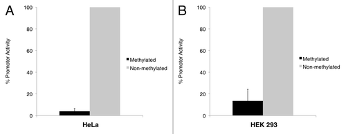 Figure 4 NAA11 promoter activity is regulated by DNA methylation. Promoter assays were performed in HeLa and HEK 293 cells that were transiently transfected with pGL3-Basic and pGL3-Basic/NAA11-pro vectors with or without in vitro methylation treatment. Black bars and grey bars correspond to the promoter activities displayed by methylated and non-methylated NAA11 promoter fragment, respectively. Data shown are averaged results from three independent experiments. Promoter activity displayed by the non-methylated NAA11 promoter fragment was set to be 100%. Error bars represent the standard deviations of percentage promoter activities.