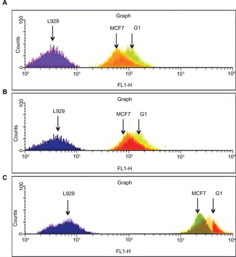 Figure 8 Flow cytometry results.Notes: Uptake of (A) F–Dd–PLGA–MNPs, (B) Tf–Dd–PLGA–MNPs, and (C) Dt–Dd–PLGA–MNPs in L929, MCF7, and G1 cells.Abbreviations: F-Dd-PLGA-MNPs, folate targeted double drug loaded magnetic nanoparticle-encapsulated poly(D, L-lactic-co-glycolic acid) nanoparticles; Tf-Dd-PLGA-MNPs, transferrin targeted double drug loaded magnetic nanoparticle-encapsulated poly(D, L-lactic-co-glycolic acid) nanoparticles; Dt-Dd-PLGA-MNPs, double targeted double drug loaded magnetic nanoparticle-encapsulated poly(D, L-lactic-co-glycolic acid) nanoparticles.