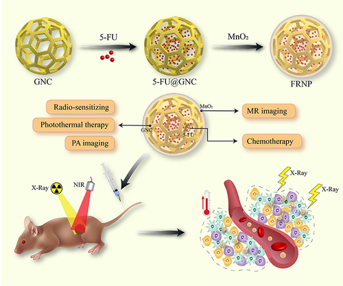 Scheme 1 Schematic illustration of design and synthesis of FRNPs; detailed processes of FRNPs for tumor therapy.
