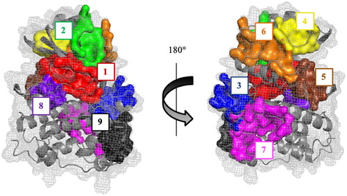 Figure 2. Representative CDC7 structure with the most conserved and druggable cavities found by Fpocket.