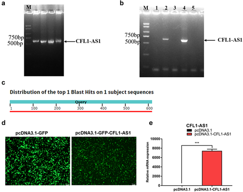 Figure 6. Construction overexpression vector of CFL1-AS1. (a) the PCR product of CFL1-AS1. (b) the PCR product of pcDNA3.1-CFL1-AS1 DH5α bacterial liquid. (c) Sequence alignment of pcDNA3.1-CFL1-AS1. Query represents the sequence of CFL1-AS1, another is the sequence of pcDNA3.1-CFL1-AS1 sequencing. (d) Expression efficiency of pcDNA3.1-CFL1-AS1 vector in 293T cells. (e) Relative expression levels of CFL1-AS1 mRNA in 293T cell. The mRNA expression level was normalized to β-actin. Data are means±SE of n = 3 independent experiments, each performed in triplicate. ***, p < 0.001, two-tailed t test.