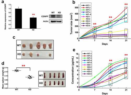 Figure 2. Tumor growth and CENPF autoantibody production in a mouse HCC model. (a) qRT-PCR (left) and western blot (right) analysis of CENPF mRNA and protein expression, respectively, in H22 cells stably expressing a control shRNA (WT) or CENPF-specific shRNA (KD). (b) Tumor volume in mice injected subcutaneously with H22 WT and KD cell lines. (c) Images of subcutaneous tumors excised on day 21 after H22 cell injection. (d) Weight (left) and appearance (right) of spleens from mice on day 21 after H22 cell injection. (e) Serum CENPF AAb level in mice on the indicated days after H22 cell injection. **, p < .01 vs. WT group. WT, wild type. KD, knockdown