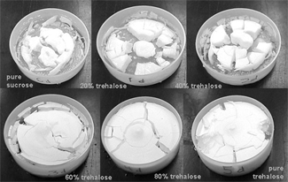 Figure 8 Freeze-dried trehalose-sucrose mixtures stored at 33% relative humidity for two weeks.