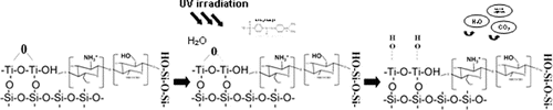 Figure 8. Scheme of potential interactions between methyl orange particles and hybrid surfaces.