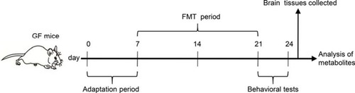 Figure 1 Experimental procedure. Day 0–7, animal adaptation time; animals were grouped on the last day of the first week; Day 8–21, FMT period; Day 22–24, behavioral tests.