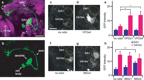 Figure 3. Quantitative analysis of reporter gene expression in response to fly pheromones. (a) Confocal image of the DA1 PNs in response to a male pheromone, cVA. The test fly contained the following transgenes: MZ19-Gal4, UAS-mLexA-VP16-NFAT, LexAop-CD2-GFP, and LexAop-CD8-GFP-2A-CD8-GFP. Whole-mount brain preparations were stained with anti-GFP (green) and nc82 antibodies (magenta). AL = antennal lobe; LH = lateral horn; MBC = mushroom body calyx. (b) Confocal image of the DA1 PNs in response to male pheromone cVA with only green channel. (c, d) Two-photon microscopic images of GFP fluorescence in the antennal lobe of male flies in response to the odor of virgin female flies. Male flies contain GH146-Gal4, UAS-mLexA-VP16-NFAT, LexAop-CD2-GFP, and LexAop-CD8-GFP-2A-CD8-GFP. (e) Measurement of GFP fluorescence intensity in DA1 and VA1lm of male flies in response to female odor. n = 9-12. VFOx1 and VFOx4 indicate odors from one and four wild-type virgin female flies, respectively. (f, g) Two-photon microscopic images of GFP fluorescence in the antennal lobe of female flies in response to male odor. Female flies contain GH146-Gal4, UAS-mLexA-VP16-NFAT, LexAop-CD2-GFP, and LexAop-CD8-GFP-2A-CD8-GFP. (h) Measurement of GFP fluorescence intensity in DA1 and VA1lm of female flies in response to male odor. n = 10–14. MO × 1 and MO × 4 indicate male odors from one and four wild-type flies, respectively. Odor exposure lasted for 24 hours. GFP fluorescence intensity is displayed in arbitrary unit. Error bars indicate standard error of mean. *p<0.05; **p<0.01. Wilcoxon signed-rank test. All measurements were obtained from a custom two-photon microscope with the same laser power (61 mW at the back aperture of the objective lens) at the wavelength of 925 nm. Scale bar = 20 μm.