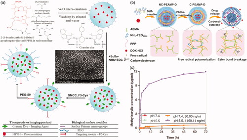 Figure 3. (a) A see and treat micelles nano-drug delivery crosslinked by glycerol dimethacrylate (Wang et al., Citation2012). Copyright 2012, American Chemical Society. (b) Photo crosslinking and esterase-responsive drug release of polymersome. (c) The methacrylic acid concentration curves at pH 7.4 and pH 5.5 without esterase or with esterase (Fu & Qiu, Citation2018). Copyright 2018, Future Medicine Ltd. Reprinted with permission.