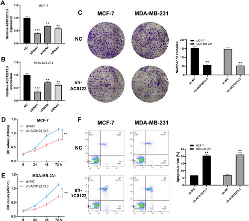 Figure 3 AC012213.3 promotes cell proliferation in breast cancer cells.