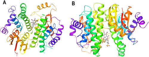 Figure 6. Protein–ligand complex ribbon representation of the induced fit docking best pose for (A) PfGST:BSP complex, (B) PvGST:BSP, showing BSP binding at the dimer interphase of PfGST and PvGST. The image is a snapshot from the induced fit ligand docking algorithm implemented in Schrodinger Maestro v13.0.
