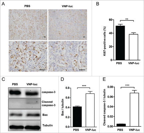 Figure 5. VNP20009 inhibited tumor growth and induced tumor apoptosis in vivo. (A) Representative immunohistochemical microphotographs of Ki67-stained xenograft CFPAC-1 pancreatic tumor sections. Proliferative nuclei were stained brown by Ki67. Scale bars, 50 µm. (B) Quantified data were determined by the number of Ki67-positive cells dividing the total number of cells in 5 randomly selected fields under light microscopy. (C) Western bolt analyses of Bax and caspase-3 in the tumors at the end of treatment of a single intratumoral injection of 2 × 106 cfu of VNP20009-luc or PBS. The expression of (D) Bax and (E) Cleaved caspase-3 were quantified and compared. n = 5 mice per group. **P < 0.01, ***P < 0.001. Bars, mean ± SEM. VNP-luc is abbreviation for VNP20009-luc.
