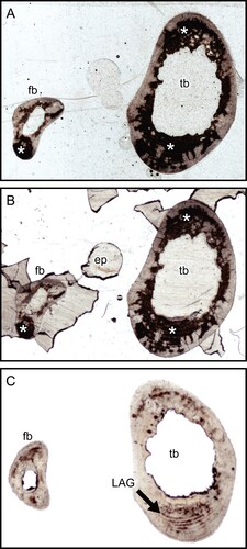 FIGURE 1. Transmitted light images of transverse thin sections of Cape hyrax (Procavia capensis) left tibia and fibula by a 35 mm film/slide scanner (OpticFilm 8100, Plustek Inc.). A, the section prepared with the method developed by Urano et al. (Citation2019); B, section soaked in acetone for 1 week; and C, section soaked in Quadrol for 1 week. The asterisk (*) indicates the heme pigment distributed in the bones. The directions of bones are above, anterior; right, lateral; left, medial; and bottom, posterior. Abbreviations: ep, epoxy resin; fb, fibula; LAG, line of arrested growth; and tb, tibia. All field widths equal 10.51 mm.