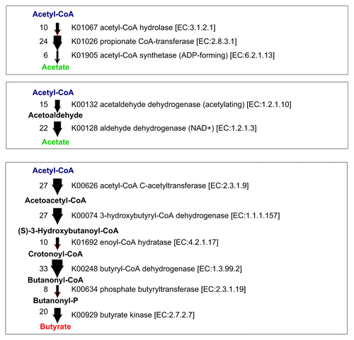 Figure 2. SCFA biosynthesis pathways and corresponding gene copy numbers in the 17 strains. Potential metabolic pathways leading to the production of acetate and butyrate from acetyl-CoA are shown. The thickness of the arrow and the number on the left of the arrow indicates the copy number of genes identified in the genomes of the 17 strains.