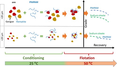 Figure 14. Schematic representation of PNIPAM haematite flotation steps, with results compared with sodium oleate flotation, adapted from Ref. [Citation37].