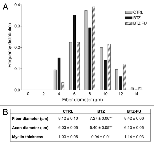 Figure 4. Effect of BTZ on frequency distribution (A) and morphometrical measures (B) of myelinated fibers in the sciatic nerve in control and BTZ-treated groups. CTRL, control; BTZ, animals treated for 8 wk; BTZ-FU, animals after 4 wk of washout period.*P < 0.001 vs. CTRL; °P < 0.001 vs. BTZ-FU.
