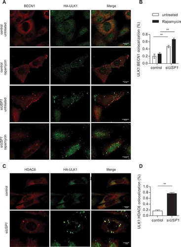 Figure 6. USP1 depletion increases BECN1-ULK1 and HDAC6-ULK1 colocalization. (a and b) U2OS cells were transfected with scrambled or USP1-specific siRNA and after 72 h with a plasmid encoding HA-ULK1. After 24 h, the cells were treated with rapamycin for 3 h and fixed for immunofluorescence analysis with anti-BECN1- and anti-HA-specific antibodies. (a) Representative images. Scale bar: 10 μm. (b) Quantification of BECN1-ULK1 colocalization. The graph reports the mean ± SD of n = 3 independent experiments; at least 50 cells per group per experiment were counted; ** = P < 0.001. (c and d) U2OS cells were transfected with scrambled or USP1-specific siRNA, and 72 h later, with a plasmid encoding HA-ULK1. After an additional 24 h, the cells were fixed for immunofluorescence analysis with anti-HDAC6- and anti-HA-specific antibodies. (c) Representative images. Scale bar: 10 μm. (d) Quantification of HDAC6-ULK1 colocalization. The graph reports the mean ± SD of n = 3 independent experiments; at least 50 cells per group per experiment were counted; ** = P < 0.001.