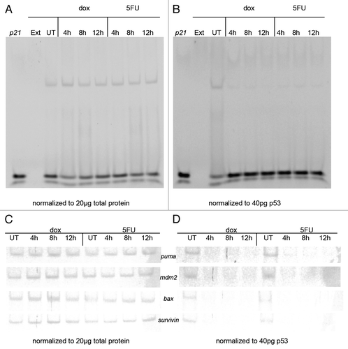 Figure 2. Electrophoretic mobility shift assay (EMSA) using p53 from MCF-7 nuclear extracts and p53 target gene response elements (REs). MCF-7 cells were treated with doxorubicin (dox) or 5-fluorouracil (5FU) for 4–12 h or untreated (UT), then nuclear extracts were produced as described in the Materials and Methods section. DNA binding was performed by EMSA as described by Chandrachud and GalCitation57 and Ray and colleaguesCitation51 using the fluorescently labeled p21 sequence. (A and C) Aliquots of MCF-7 untreated and drug-treated nuclear extracts representing 20 μg total protein were reacted with 5 pmoles of 6-FAM p21 gene RE (A) or the p53 REs from the puma, mdm2, bax, and survivin genes (C). A shifted band was observed for each reaction with a commensurate change in the unbound DNA. The standard deviation of the mean relative to untreated control for each sample was calculated at a 95% confidence level for 3 replicates for the bound DNA sequence. The average change in band density of the shifted band (protein + DNA) was found to be insignificant in each case (avg. P = 0.15). (B and D) Aliquots of MCF-7 untreated (UT) and drug-treated nuclear extracts representing 40 pg of p53 were reacted with 5 pmoles of 6-FAM p21 gene RE (B) or the p53 REs from the puma, mdm2, bax, and survivin genes (D). A shifted band was observed for the reaction with the untreated sample with a commensurate decrease in the unbound DNA compared with the reaction without extract. However, there is minimal detection of a shifted band after drug treatment (either dox or 5FU), as well as an increase in the unbound DNA signal. The standard deviation of the mean relative to untreated control for each sample was calculated at a 95% confidence level for 3 replicates for each bound DNA sequence. The average change in band density relative to the shifted band (protein + DNA) was found to be significant in each case (avg. P = 0.006). DNA only (p21) and extract only (Ext) were used as controls (A and B). Unexpectedly, the increase in level of p53 is associated with a decrease in DNA binding.