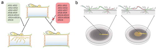 Figure 3. Autophagy mediates the infection of filamentous fungi and cell survival.a. The deletion of any of the core ATG genes in filamentous fungi results in defects in fungal penetration into the host. The autophagy-deficiency mutants lose their ability to cause disease in their host plants.b. In plate culture, the cells of autophagy-deficiency mutants lose their ability to recycle the materials produced by the cells. As a result, nutrients can no longer be transmitted between hyphal cells, and the middle sections of old hyphae collapse due to nutrient depletion.