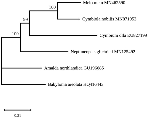 Figure 1. Maximum likelihood phylogeny obtained on concatenated mitochondrial protein-coding genes of Cymbiola nobilis and other gastropods. Numbers next to nodes are support values obtained after 1000 bootstrap replicates.