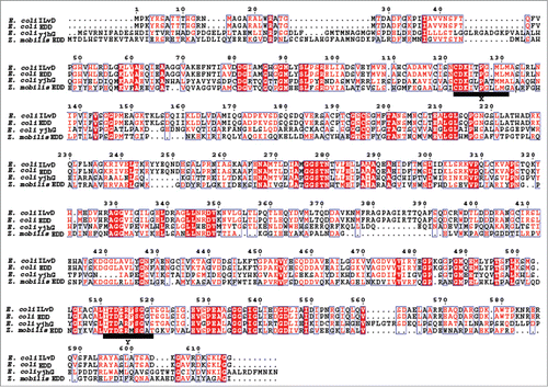Figure 1. Multiple sequence alignment of amino acid sequences of YjhG from E. coli and several ILvD/EDD proteins. Regions X and Y are consensus segments of the ILvD/EDD family. GenBank accession numbers are as follows: E. coli (ILvD), P05791; E. coli (EDD), AAB59053; Z. mobilis, P21909.