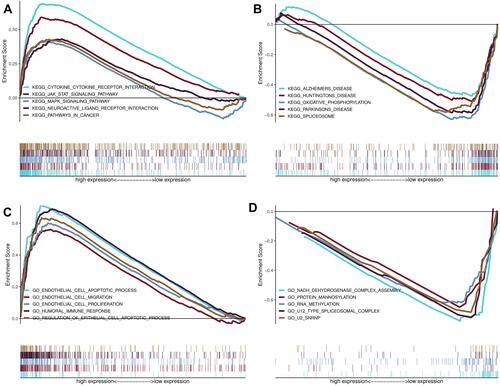 Figure 9 The functional enrichment analysis based on autophagy-related lncRNAs. (A and B) Upregulated KEGG pathway in high risk group and low risk group; (C and D) Upregulated Gene Ontology terms in high risk group and low risk group.