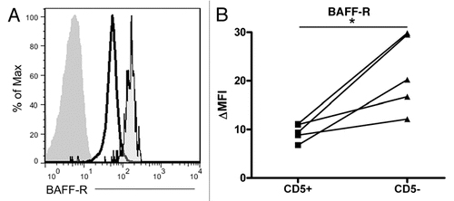 Figure 4 The normal CD5− B cell compartment in CLL patients retains greater BAFF-R expression than the malignant clone. (A) Representative histogram of normal peripheral blood B cells (far right histogram) and malignant CLL cells (center and left histograms) isolated with Ficoll-Hypaque separation and co-stained with antibodies to CD19, CD5 and either BAFF-R (black outlined histograms) or an isotype-matched control antibody (filled histogram without outline). (B) Matched CD5+ (CLL) and CD5− (normal peripheral blood B) cell BAFF-R expression relative to the isotype-matched control antibody, ΔMFI. *p < 0.05.