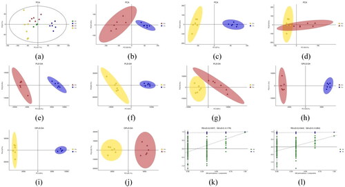 Figure 3. A-b represents BG, B-b represents mg and D-b represents TG (the following Figures have the same meanings as here). (b), (c) and (d): PCA model plots after pairwise comparison of three groups of samples. (e), (f) and (g): PLS-DA model plots after pairwise comparison of three groups of samples. (h), (f) and (j): OPLS-DA model plots after pairwise comparison of three groups of samples. (k) and (l): response sorting test results of OPLS-DA model (Q2 (cum) indicated the predictive ability of the model, with Q2 (cum) > 0.5 being considered a valid model or Q2 (cum) > 0.9 being an excellent model).