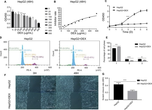 Figure 1 DEX inhibits proliferation and migration of HepG2 cells in vitro.Notes: Inhibition of HEPG2 cells by different concentrations of DEX. The concentration of DEX is >50 µg/mL, and the inhibition effect is statistically significant (A). IC50 fitting curve of DEX, the IC50 of DEX was 329 µg/mL (B). Proliferative curve of inhibition of HEPG2 cells by 300 µg/mL DEX. After 2 days of treatment, the proliferation of the two groups of cells was statistically significant (C). Flow diagram and statistical diagram of the inhibit effect of DEX on HEPG2 cell cycle. After treatment with DEX, the proportion of cells in the G2/M phase of HepG2 cells was significantly downregulated, and the difference was statistically significant, indicating that DEX can inhibit the proliferation of HepG2 cells (D and E). Scratch test and statistical diagram of DEX inhibiting the migration ability of HEPG2 cells. After DEX treatment, the scratch closure rate of HepG2 cells was significantly reduced, and the difference was statistically significant, indicating that DEX can inhibit the migration ability of HepG2 (F and G). All data were analyzed by using chi-squared test. P<0.05 was considered to be significant (*P<0.05, **P<0.01, ***P<0.001, ****P<0.0001).Abbreviation: DEX, dexamethasone.