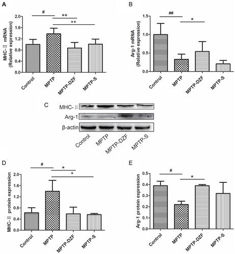 Figure 5 Western blot was used to detect the effect of DZF on the inflammatory response of microglia. (A and B) RT‐PCR analysis of MHC-II and Arg-1 mRNA expression in parkinsonian mice. (C) Representative Western blot of midbrain MHC-II and Arg-1 protein expression. (D and E) The intensity of bands was quantified for MHC-II and Arg-1 following normalization to β-actin. Data represent the means ± SEM; Statistics one-way ANOVA; #P < 0.05, ##P < 0.01, vs Control group; *P < 0.05, **P < 0.01, vs MPTP group; n = 10 for RT-PCR. n = 3.