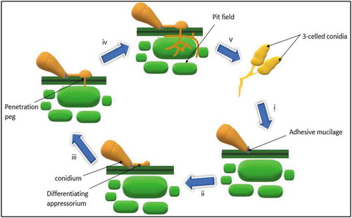 Figure 4. Infection cycle of M. oryzae: i) Attachment of conidia to the surface of host cell by adhesive mucilage ii) spore germination, development of germ tube and appressorium formation iii) emergence of penetration peg iv) invasive growth in the host plant. Modified from (Jia et al. Citation2016)