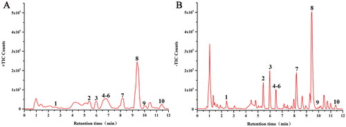 Figure 2. The major chemical components of CF. (A) UPLC/Q-TOF MS total ion chromatogram of CF in positive ion mode. (B) UPLC/Q-TOF MS total ion chromatogram of CF in negative ion mode. 1, Shanzhiside (Zhang et al. Citation2018); 2, Chlorogenic acid (Wang et al. Citation2015); 3, Cryptochlorogenic acid (Wang et al. Citation2015); 4, Isochlorogenic acid B (Tian et al. Citation2020); 5, Isochlorogenic acid A (Tian et al. Citation2020); 6, Isochlorogenic acid C (Tian et al. Citation2020); 7, Genipin 1-gentiobioside (Li et al. Citation2016); 8, Capparoside A (Luecha et al. Citation2009); 9, Puerarin 6″-O-xyloside (Yu et al. Citation2012); 10, Daidzin (Gaya et al. Citation2016).