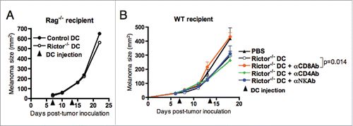 Figure 5. Reduction of B16 melanoma growth is dependent mainly on CD8+ T cells. (A) Rag1−/− mice bearing day 7 s.c. B16 melanomas were given i.t. injections of 106 control DC or Rictor−/− DC. DC injection was repeated at day 14 post-tumor inoculation. Tumor growth was monitored every 3–4 d and is shown as means + SD for five animals per group. (B) C57BL/6 mice bearing s.c. B16 melanomas were treated on days 7 and 14 post-tumor inoculation by i.t. injection of 106 Rictor−/− DC. On days 6, 13, and 20 after tumor inoculation, different groups of mice were injected i.p. with control IgG, anti-CD4, anti-CD8+, or anti-NK Ab to specifically deplete these cell populations in vivo. Tumor growth was monitored every 3–4 d and is reported as mean + SD for five animals per group.