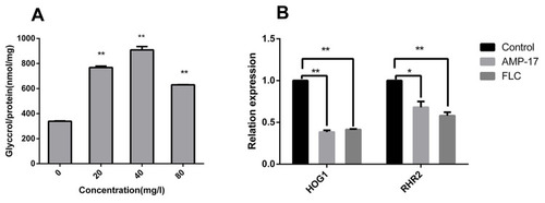 Figure 7 Effect of AMP-17 on intracellular glycerol concentration of C. albicans. (A) The concentration of intracellular glycerol was measured using the Glycerol Assay Kit after treatment with various concentrations of AMP-17 for 12 h. (B) The total RNA was extracted with the Yeast RNAiso Kit and the expressions of HOG1 and RHR2 were measured using qPCR. Bars indicate standard deviations (*P<0.05, **P<0.01).