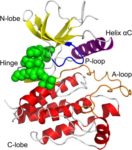 Figure 2. Overview of the crystal structure of FGFR2 kinase domain (PDB ID: 3RI1).The α-helices, β-strands, and loops are colored red, yellow, and gray, respectively. The hinge domain is colored green spheres. The P-loop, helix αC, and A-loop are colored blue, purple, and orange, respectively.