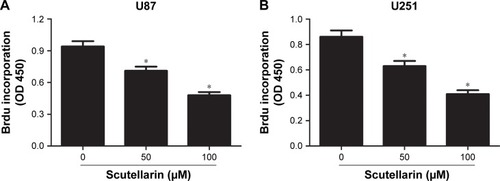 Figure 1 Scutellarin suppressed the proliferation of glioma cells.Notes: Cell proliferation of U87 (A) and U251 cells (B) after 48 hours treatment with scutellarin or vehicle. *P<0.05 vs control. Data are represented as mean ± SD of three independent experiments.