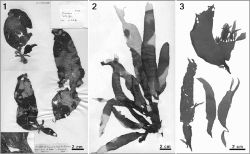 Figs 1–3. Phyllymenia types and external morphology. Fig. 1. Type sheet of Phyllymenia belangeri (Herb. Bornet & Thuret, PC TA14583). Top left– young specimen of Gigartina polycarpa; bottom left–basal part is Sarcothalia stiriata and distal blade represents P. belangeri (insert); right–female gametophyte of P. belangeri. Fig. 2. Lectotype of Phyllymenia hieroglyphica (LD 22831). Fig. 3. Recently collected specimens from the Western Cape Province, South Africa (GENT TS425) to show habit.