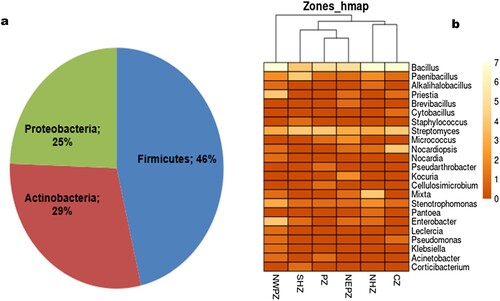 Figure 2. Taxonomic diversity of the obtained representative bacterial endophytic isolates (a) Composition percentage of the isolate at phylum level (b) Abundance heat map of bacterial isolates at genus level present in varied locations.