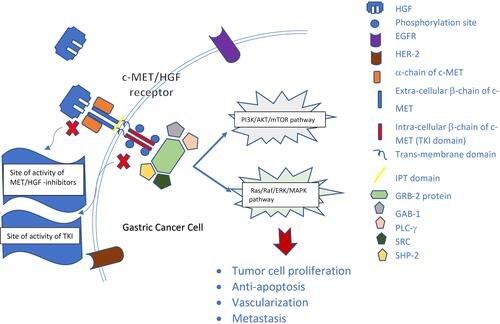 Figure 1 c-MET/HGF pathway in gastric cancer pathogenesis. Hepatocyte growth factor (HGF) binds to c-MET, causing phosphorylation and activation of tyrosine kinase domain with consequent triggering of down-stream signaling via PI3K/AKT/mTOR pathway as well as RAS/RAF/ERK/MAPK pathway, eventually leading to tumor cell proliferation, tumor survival, angiogenesis and metastasis.