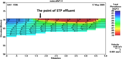 Figure 8. Distribution of phosphorus concentration near the STP outlet site showing bottom density current and the upstream dispersion of phosphorus by the surface countercurrent.
