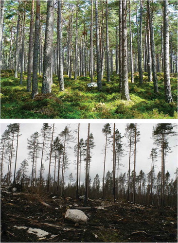 Figure 3. Character of the forest before the fire (a) and after the fire (b).
