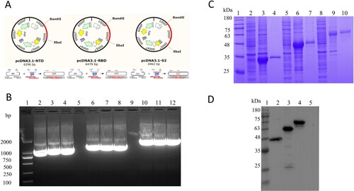 Figure 1. Preparation of the target protein. (A) Strategies for the construction of NTD, RBD, and S2 protein. (B) Identification of target fragments. Lane 1, DNA Marker. Lane 2–4, Amplicons of the NTD gene. Lane 5 and 9, Blank lane. Lane 6–8, Amplicons of the RBD gene. Lane 10–12, Amplicons of the S2 gene. (C) SDS-PAGE for the identification of the expression and purification of the proteins NTD, RBD, and S2. Lane 1, Protein Marker. Lane 2, NTD cell supernatant. Lane 3, NTD cell precipitate. Lane 4, NTD-purified. Lane 5, RBD cell supernatant. Lane 6, RBD cell precipitate. Lane 7, RBD-purified. Lane 8, S2 cell supernatant. Lane 9, S2 cell precipitate. Lane 10, S2-purified. (D) Western Blot for the identification of the proteins NTD, RBD, and S2 with HRP-Conjugated 6*His-Tag mAbs. Lane 1, Protein Marker. Lane 2, NTD purified. Lane 3, RBD purified. Lane 4, S2 purified. Lane 5, the blank vector pcDNA3.1.