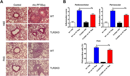 Figure 3 Change of the lung histopathological inflammatory manifestations in TLR2 deficiency by rAc-PF. Images of lung sections after H&E or PAS staining show lung tissue inflammation (A). Representative image showing inflammation scoring and PAS-positive cells (mean ± SEM). (The histological grade was described in a previous studyCitation21). (n = 5/group, three independent experiments, **; p < 0. 01).