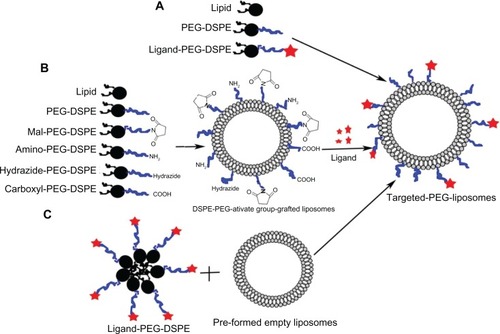 Figure 3 (A–C) Strategies of adsorbing ligands onto the vector surface. (A) Ligand-PEG-DSPE were added as the components during the preparation of carriers; (B) Mal-PEG-liposomes were preformed, then the ligands were directly coupled to the preface; (C) the postinsertion method.Abbreviations: Mal, β-(N-maleimido) propionyl; PEG-DSPE, poly(ethylene glycol)–distearoylphosphatidylethanolamine.