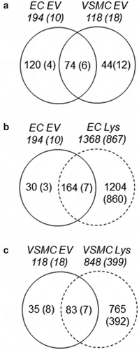 Figure 2. Proteomic identification of EV proteins common and unique to EC and VSMC. Shotgun proteomic analyses were performed in EV and whole-cell lysates (Lys) from serum-deprived rat aortic EC and VSMC cultures. Each population was analysed with four samples prepared from distinct culture plates. Numbers without brackets are the numbers of peptides detected in at least one sample. Numbers with brackets are the numbers of peptides detected in all four samples.