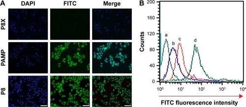 Figure 2 In vitro targeting of PAMCP.Notes: P8, PAMP, and P8X were cultured with HeLa. (A) In vitro cell targeting detected by immunofluorescence and observed under an inverted fluorescence microscope. (B) In vitro cell targeting detected by the FACS assay. HeLa cells were digested with 0.25% trypsin and harvested with centrifugation. HeLa cells were incubated with PBS (2B-a), P8X (50 µg/mL, negative group, 2B-b), PAMCP (peptide concentration is equivalent to 50 µg/mL, 2B-c), and P8 (50 µg/mL, 2B-d) for 30 minutes at 37°C. Scale bar is 100 µm. P8, peptide with sequence CHAIYPRH; P8X, peptide with sequence CPIAHRHY.Abbreviations: FACS, fluorescence-activated cell sorting; FITC, fluorescein isothiocyanate; PAMP, PGA-Asp–maleimide-P8; PAMCP, PGA–Asp–maleimide–cisplatin–peptide complex; PGA, poly-γ-glutamic acid.