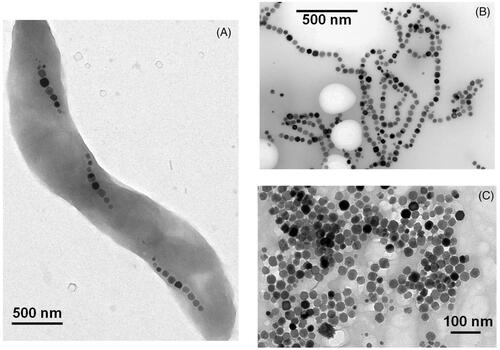 Figure 1. Transmission electron microscopy images of whole MTB (A), chains of magnetosomes isolated from MTB (B), and individual magnetosomes detached from the magnetosome chains by heat and SDS treatment (C).