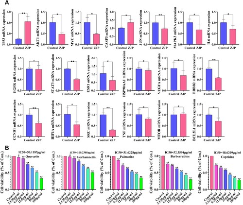 Figure 5. (A) Effects of ZJP on mRNA expression of TP53, MYC, JUN, AKT1, EGFR, ESR1, CCND1, STAT3, CASP3, VEGFA, HSP90AA1, SRC, HIF1A, ERBB2, MTOR, MAPK3, TNF, IL6, and BCL2L1; (B) Inhibitory effects of Quercetin, Isorhamnetin, Palmatine, Berberrubine, and Coptisine chloride on KYSE 150 cells. Values are indicated as mean ± SD (n = 3), #P > 0.05, *P < 0.05, **P < 0.01, compared with the control group.